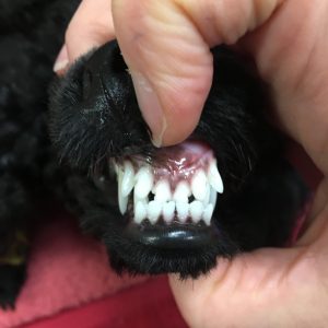 what does an overbite look like on a dog